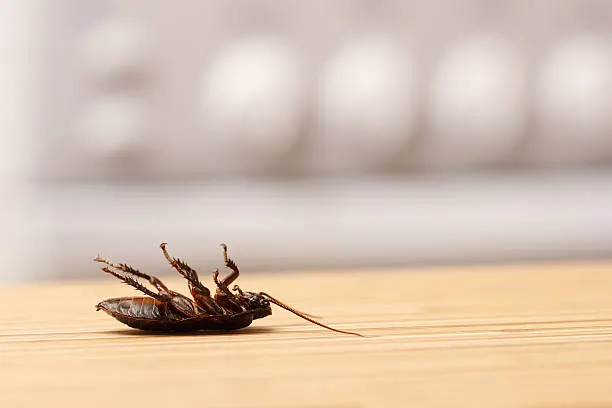 A dead cockroach on a wooden surface, highlighting the effectiveness of our pest control services in Central Florida.