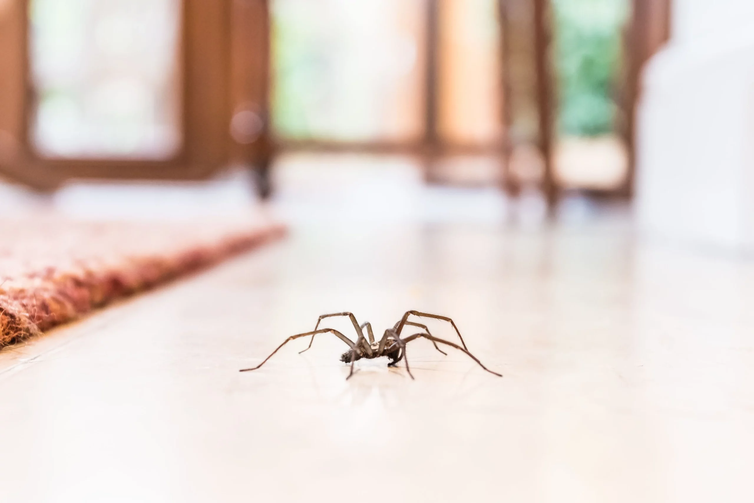 A spider on a polished floor inside a home, representing the need for effective pest control services in Central Florida.