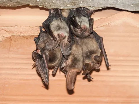 A group of bats hanging from a ceiling in an attic, highlighting the need for professional wildlife control services for safe bat removal.