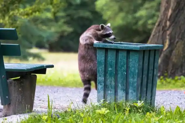 A raccoon standing on its hind legs, rummaging through a green trash bin, illustrating the need for professional wildlife control to manage raccoon activity.