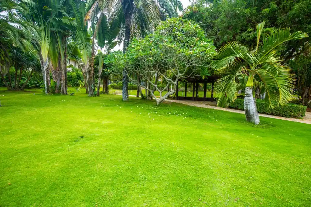 Lush, green lawn surrounded by mature trees and greenery, demonstrating the quality results of professional Chuluota lawn care services.