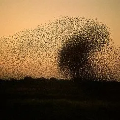 A large flock of birds flying at sunset, symbolizing the wildlife control services provided by Termite Lawn and Pest in Chuluota.