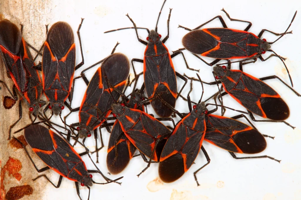 Close-up view of a group of bugs, highlighting the pest control services provided by Termite Lawn and Pest in Chuluota.