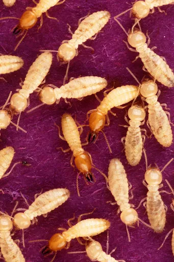 Close-up view of termites on a surface, highlighting the termite control services provided by Termite Lawn and Pest in Chuluota.