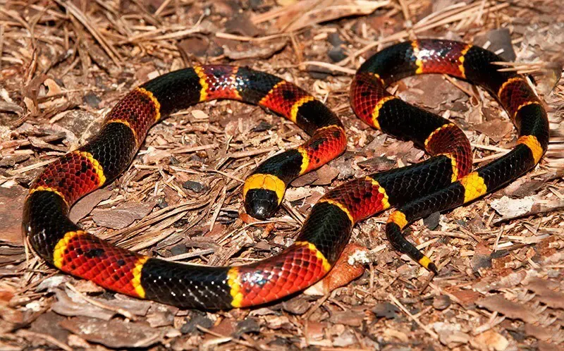 Coral snake on the ground in Chuluota, Florida, representing the wildlife control services offered by Termite Lawn and Pest.