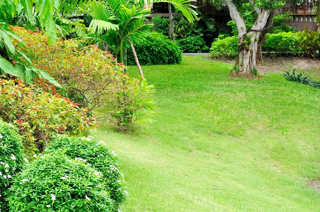 Well-maintained lawn with lush greenery, including shrubs and palm trees, showcasing the benefits of professional Clermont lawn care services.
