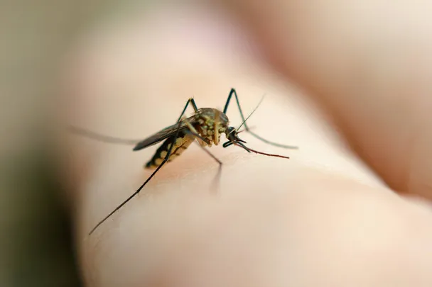 Close-up image of a mosquito on a person's skin, highlighting Termite Lawn and Pest's mosquito control services in Clermont.