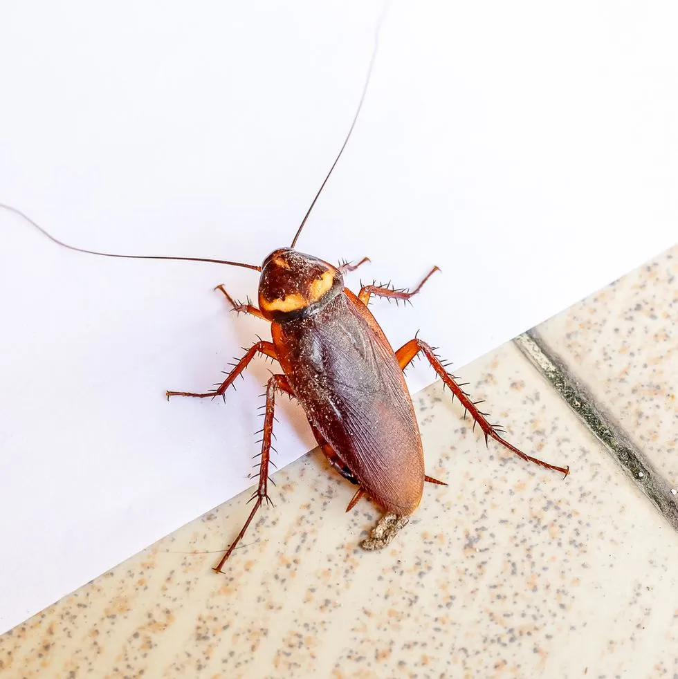 Close-up image of a cockroach on a tiled floor, representing Termite Lawn and Pest's pest control services in Clermont.