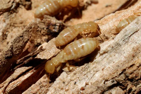 Close-up image of termites on wood, demonstrating Termite Lawn and Pest's termite control services in Clermont.