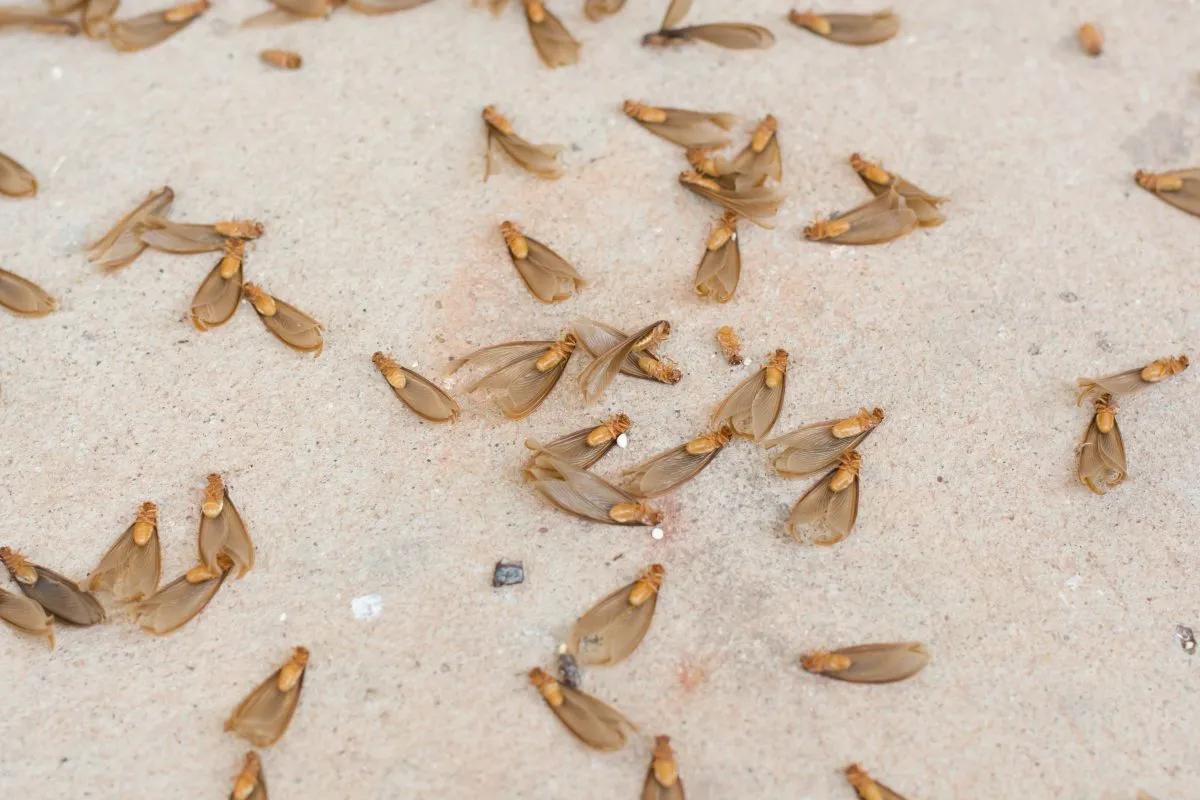 Discarded termite wings on a surface, emphasizing the need for comprehensive Clermont termite control services to protect homes from termite infestations and damage.