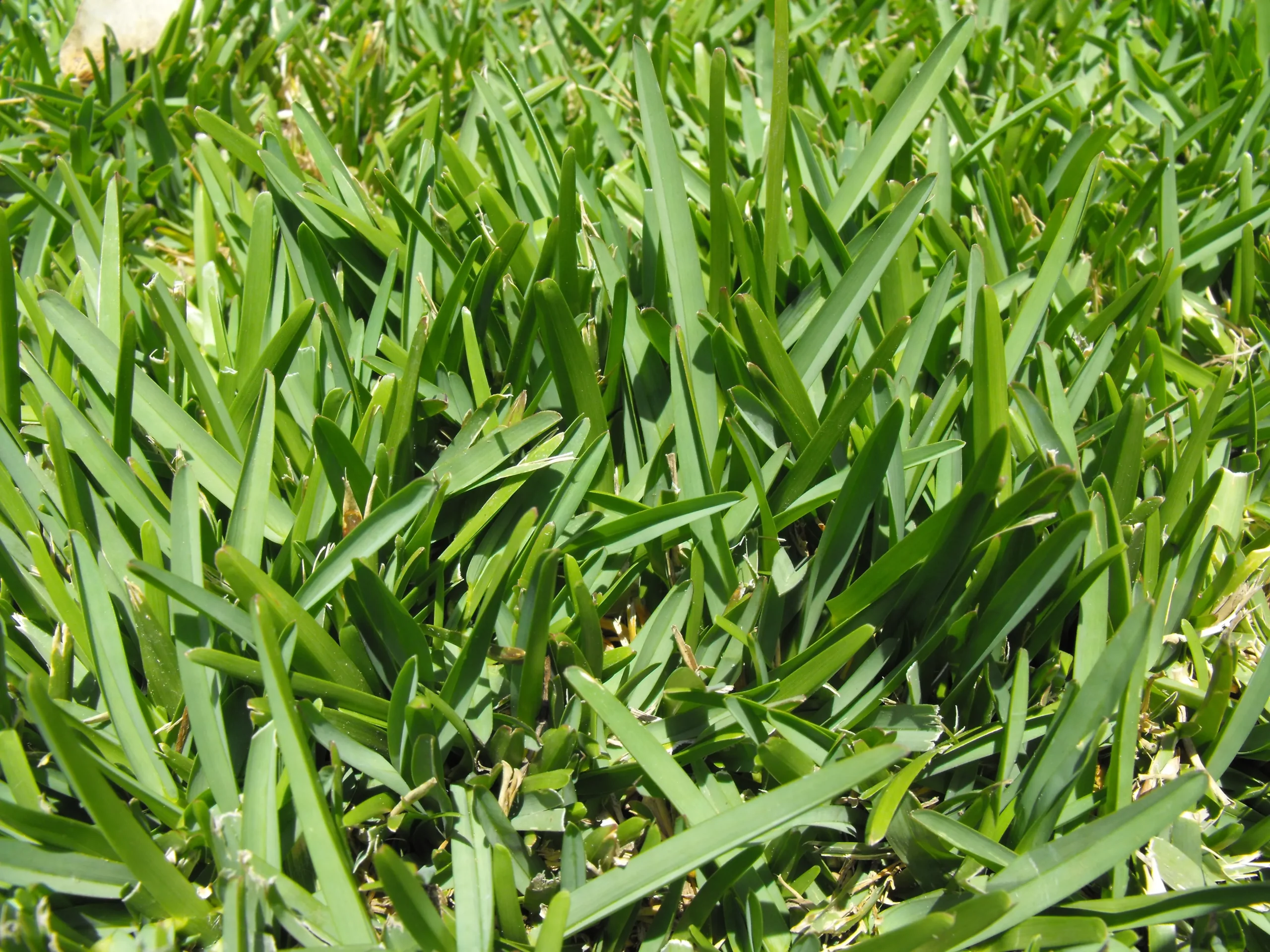 Close-up of lush, green grass blades, illustrating the healthy lawn results achieved through professional College Park lawn care services.