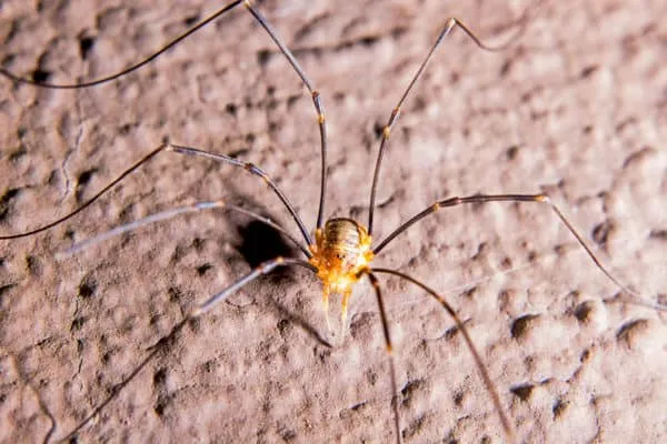 Close-up of a spider, emphasizing the need for expert College Park pest control services to keep homes safe and spider-free.