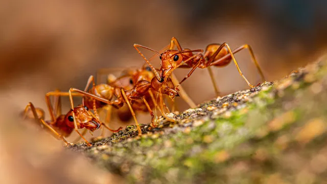 Close-up of red ants on a surface, emphasizing the need for comprehensive College Park pest control services to ensure a clean and safe home.
