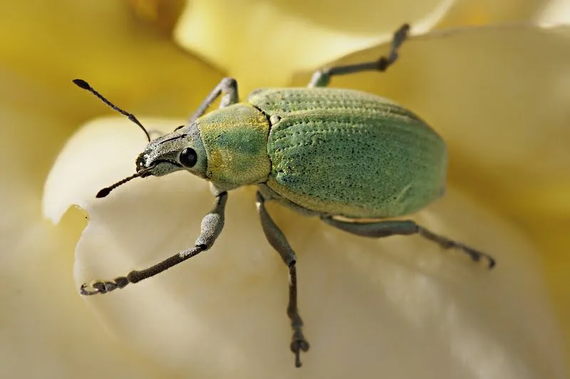 Close-up of a green beetle, emphasizing the need for comprehensive College Park pest control services to protect homes and gardens from beetle infestations.