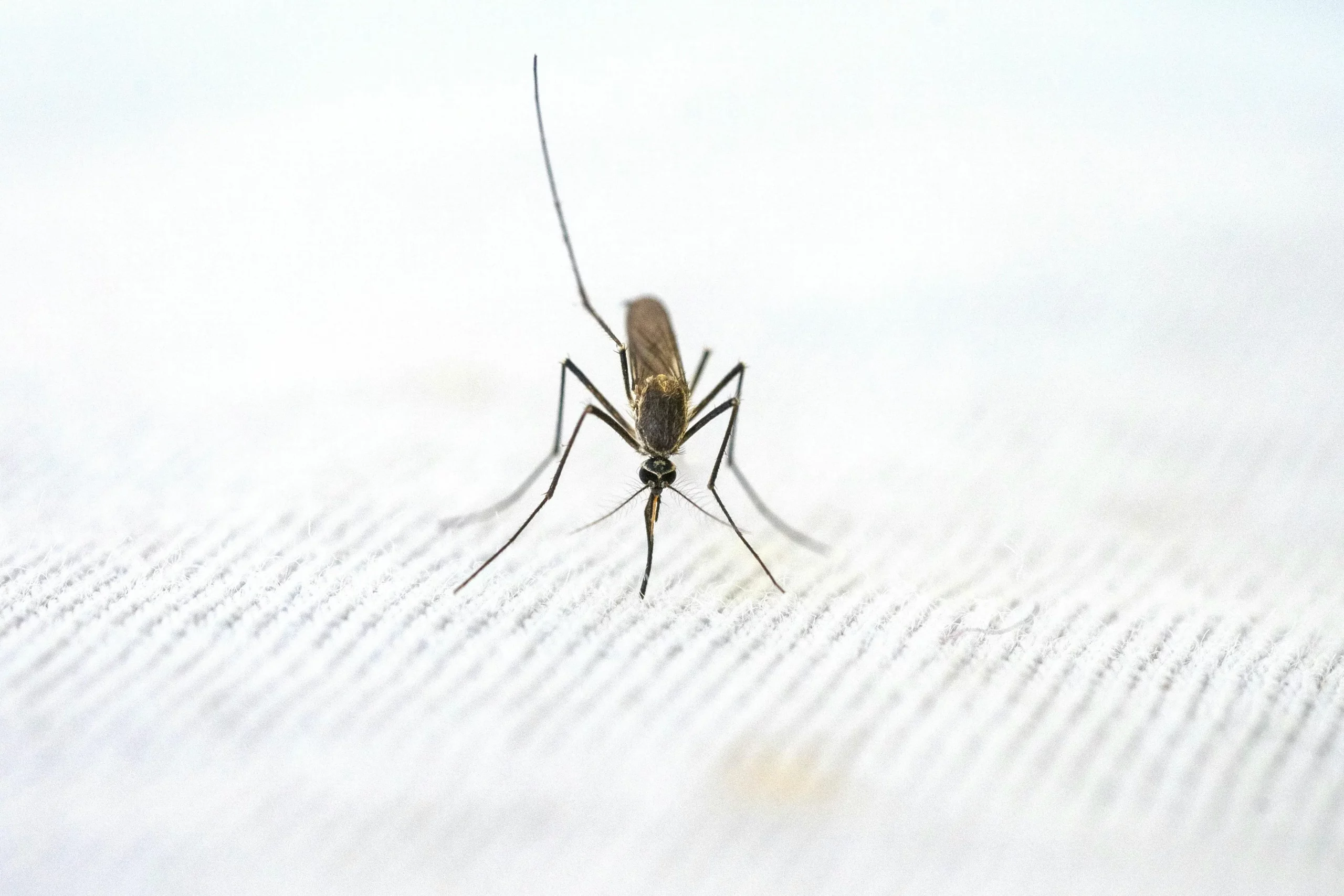 A close-up of a mosquito on a white surface, representing the need for professional mosquito control services in College Park.