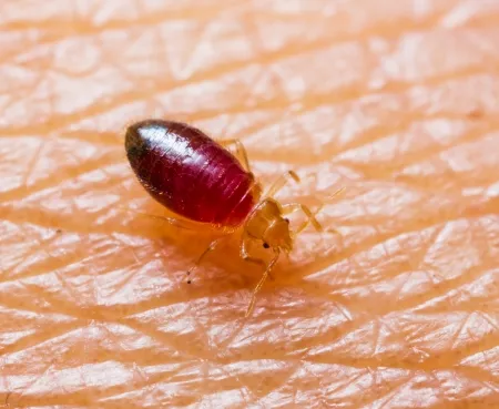 Close-up of a bed bug on a textured surface, emphasizing the need for professional bed bug control services in College Park.