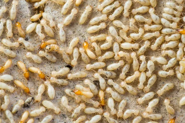 Close-up of a large group of termites on a surface, highlighting the importance of termite control services in College Park.