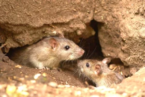 Two rats peeking out from a burrow, highlighting the need for professional rodent control services in College Park.