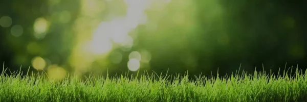 Comprehensive Lawn Care Solutions for a Vibrant, Healthy Yard