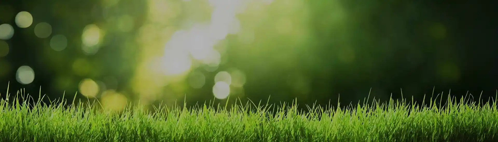 Comprehensive Lawn Care Solutions for a Vibrant, Healthy Yard