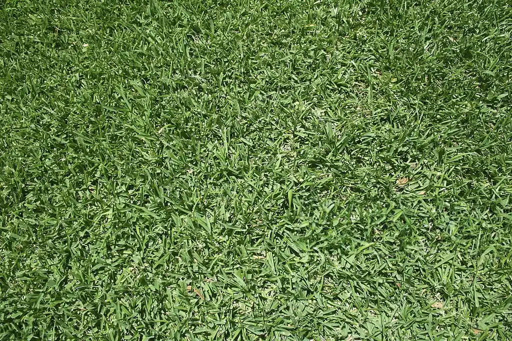 Close-up of a lush, green, well-maintained lawn, demonstrating the quality results of professional Davenport lawn care services.