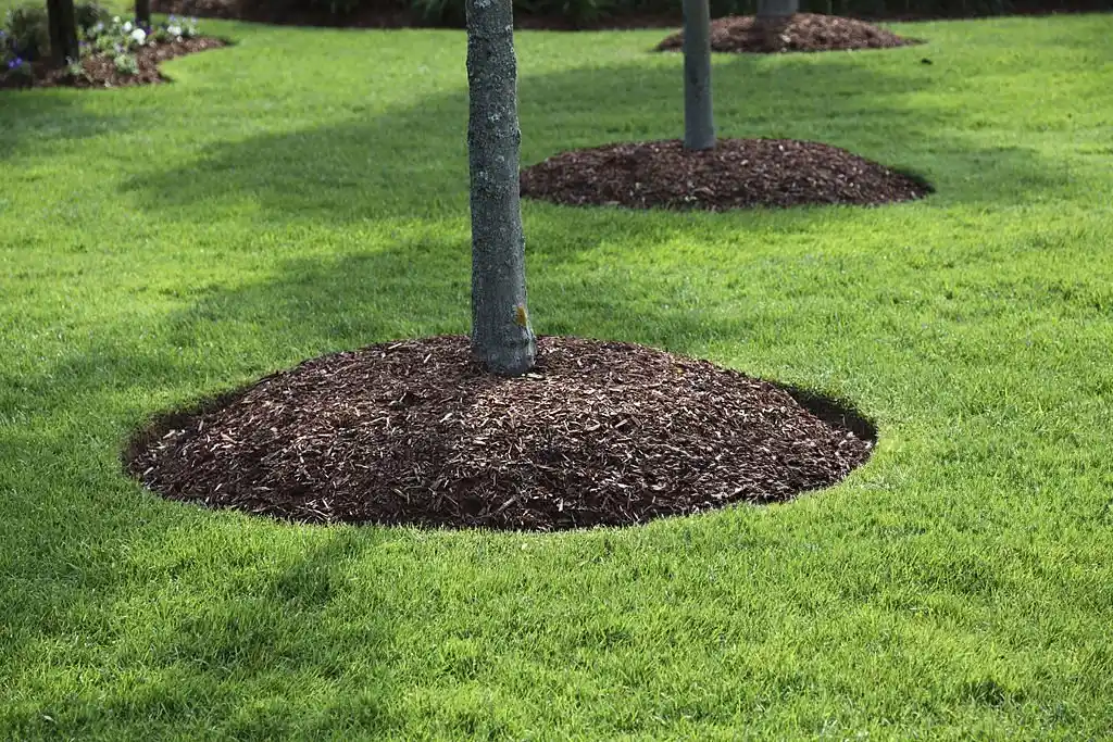 Green lawn with neatly mulched tree bases, illustrating the high-quality care provided by Davenport lawn care services.