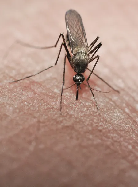 Close-up of a mosquito on skin, emphasizing the mosquito control services offered by Termite Lawn and Pest in Davenport.