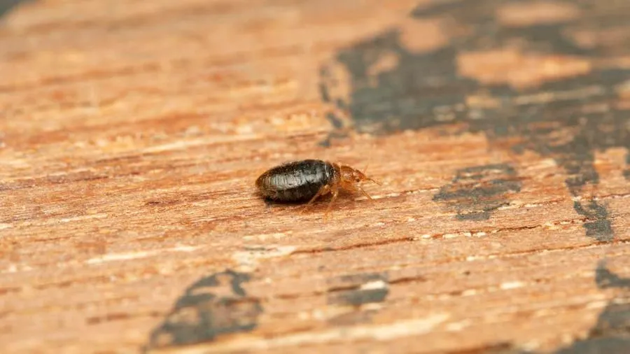 Close-up of a bed bug on wood, highlighting the bed bug control services provided by Termite Lawn and Pest in Davenport.