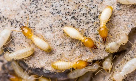 Close-up of termites on wood, representing the comprehensive termite control services provided by Termite Lawn and Pest in Davenport.