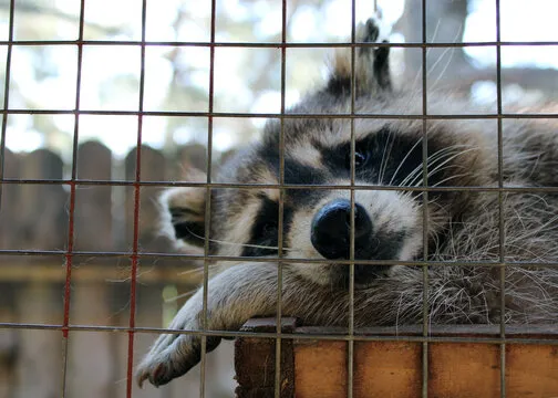 A raccoon resting inside a humane trap, symbolizing the wildlife control services provided by Termite Lawn and Pest in Davenport.