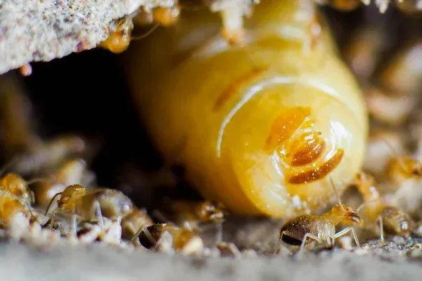 Close-up of a termite queen surrounded by worker termites, highlighting the need for comprehensive Davenport termite control services to prevent and manage termite infestations.