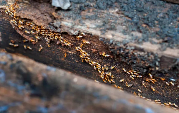 Termites actively infesting wood, emphasizing the need for reliable Davenport termite control services to prevent and manage termite damage in homes.