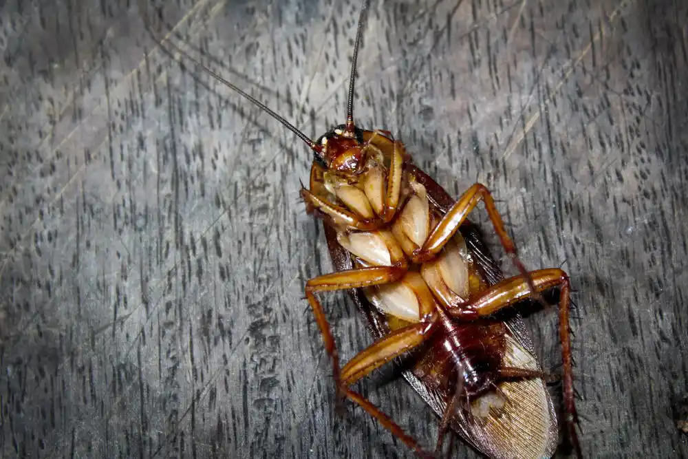 Close-up of a cockroach, highlighting the need for comprehensive Four Corners pest control services to maintain a clean and pest-free home.