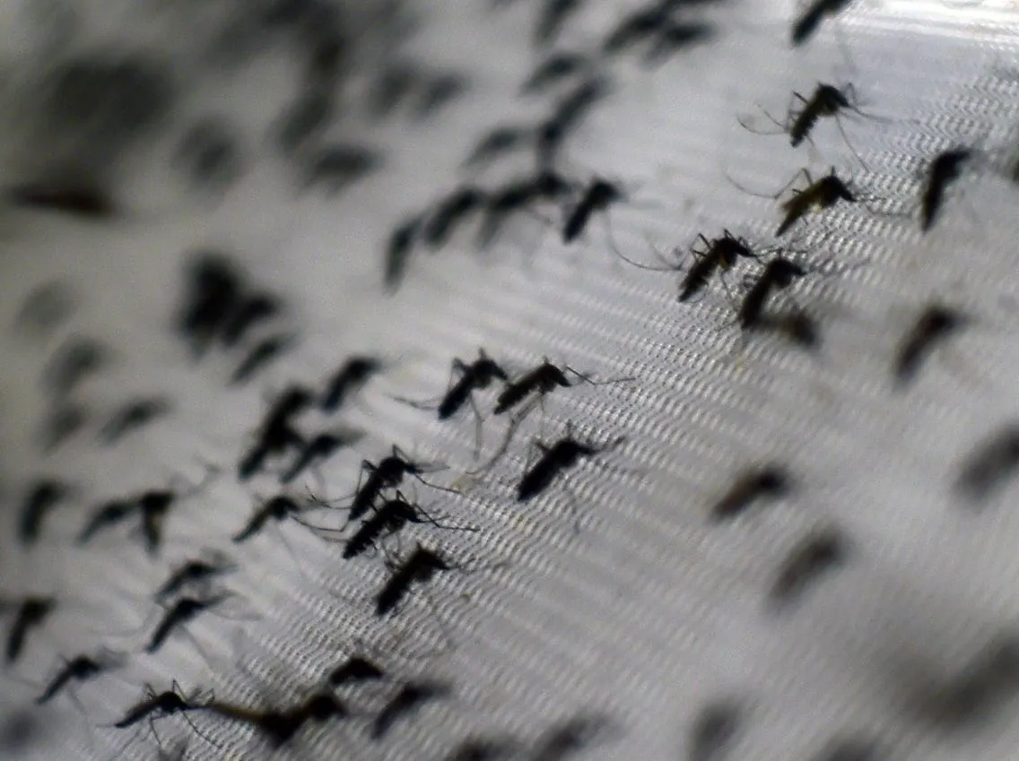 A close-up of mosquitoes on a surface, illustrating the mosquito control services provided by Termite Lawn and Pest in Four Corners.