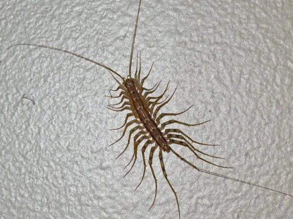 Centipede on a wall, representing the effective pest control services provided by Termite Lawn and Pest in Four Corners.