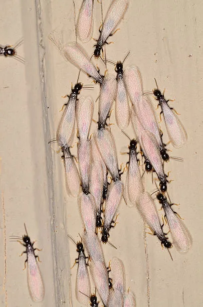 Cluster of winged termites on a wooden surface, highlighting the importance of effective Four Corners termite control services to prevent and manage termite infestations.
