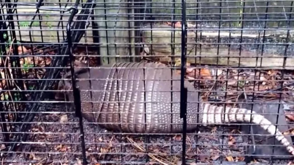 Armadillo captured in a wildlife control trap, showcasing Termite Lawn and Pest's effective wildlife control services in Four Corners.