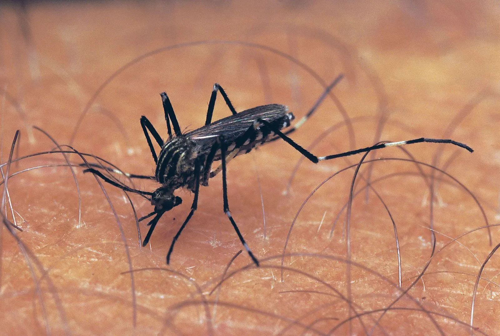 Close-up of a mosquito on skin in Hunter's Creek, illustrating the need for Termite Lawn and Pest's comprehensive mosquito control services.