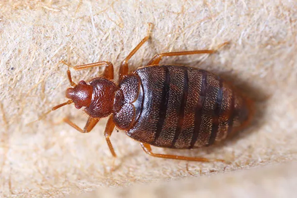 Close-up of a bed bug in Hunter's Creek, demonstrating Termite Lawn and Pest's expert pest control services.