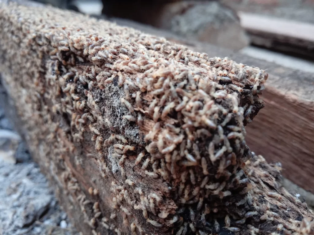 Close-up of a termite infestation in Hunter's Creek, showcasing Termite Lawn and Pest's comprehensive termite control services to protect properties.