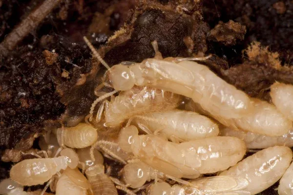 Close-up of termites in their natural habitat, highlighting the need for comprehensive Hunter's Creek termite control services to prevent infestations and protect homes from damage.
