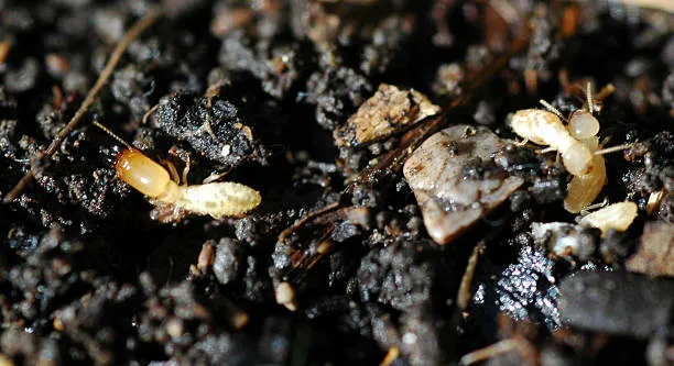 Close-up of a termite in soil, highlighting the importance of reliable Hunter's Creek termite control services to prevent and manage termite infestations.