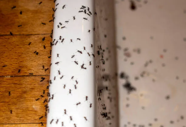 Significant ant infestation along the baseboards of a home, emphasizing the need for effective Kissimmee pest control services to ensure a clean and healthy living environment.