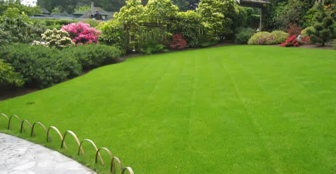 Beautiful green lawn surrounded by well-maintained shrubs, showcasing the lawn care services provided by Termite Lawn and Pest in Kissimmee.