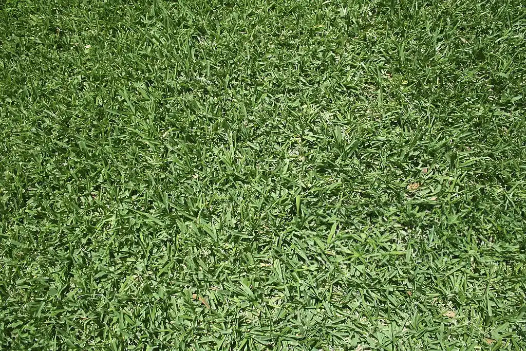 Close-up of a lush, green, well-maintained lawn, demonstrating the results of professional Lake Mary lawn care services.
