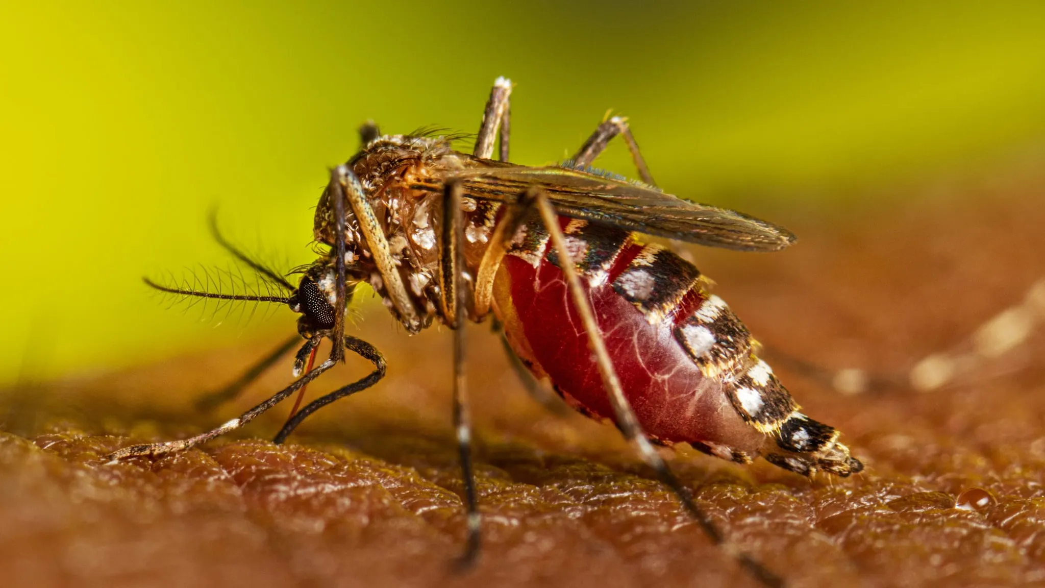 Close-up of a mosquito feeding, highlighting the mosquito control services that we provide in Lake Mary, FL.