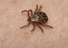 Close-up of a tick on human skin, illustrating the tick removal services that we provide in Lake Mary.