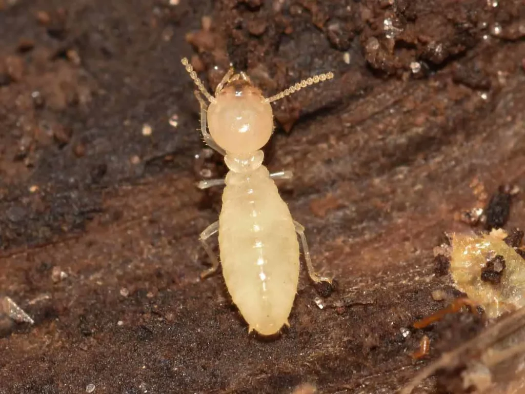 Close-up of a termite on a piece of wood, showcasing the termite control services that we provide in Lake Mary.