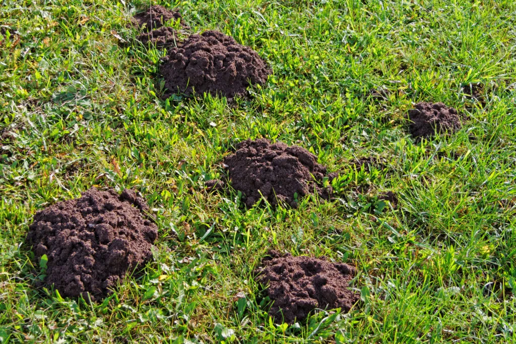 Multiple molehills on a green lawn, illustrating the lawn care and pest control challenges addressed by our Lake Mary Services.