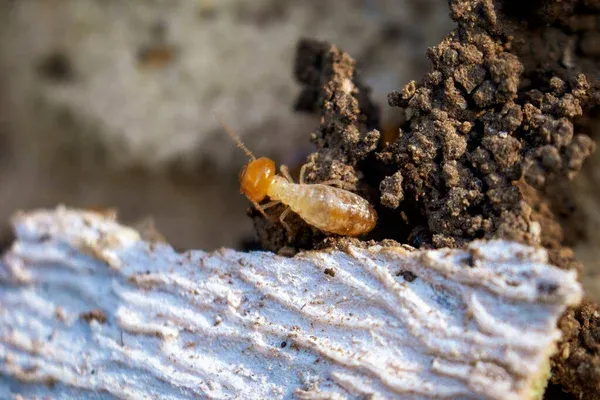 Close-up of a termite on infested wood, emphasizing the need for professional Lake Mary termite control services to prevent and manage termite damage.